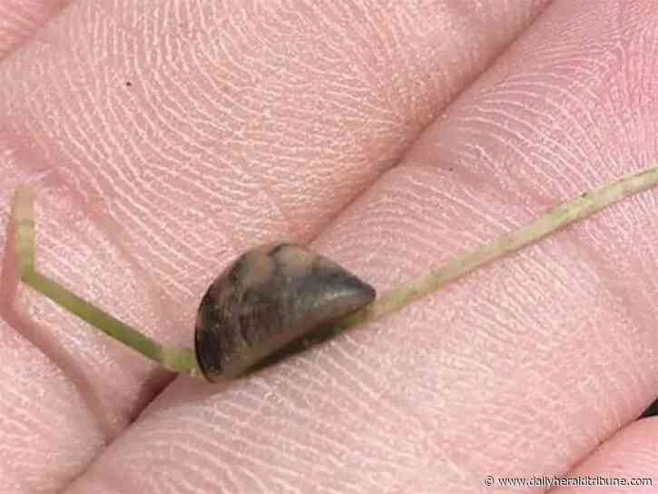 No musseling in: time to be vigilant and keep invasive species out