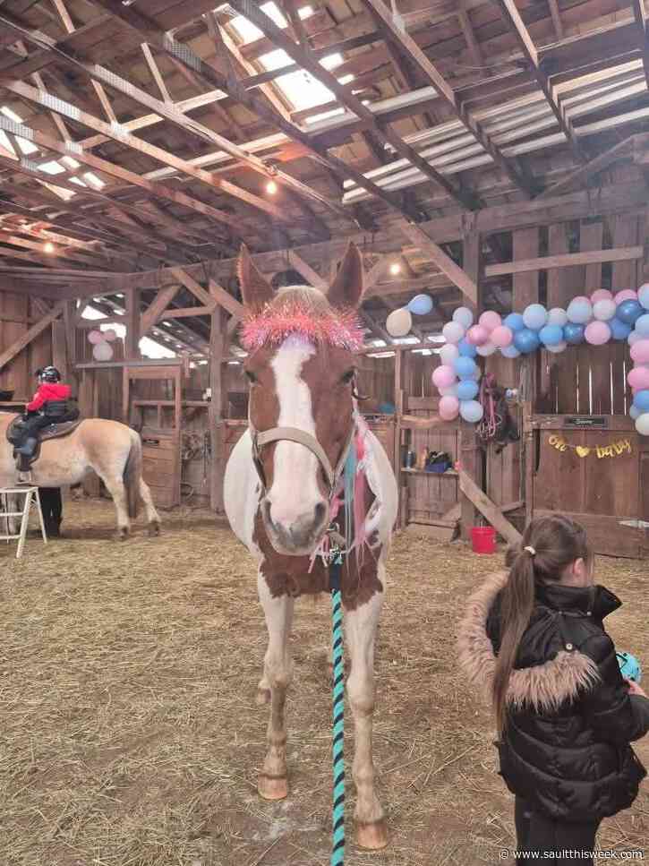Meet the horses, take a pony ride on a Fun Day at the Farm