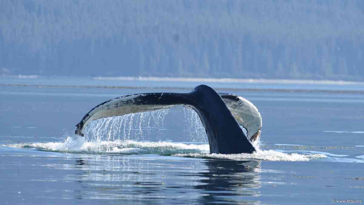 Glacier Bay’s humpbacks are recovering, slowly, from 2014-16 marine heatwave