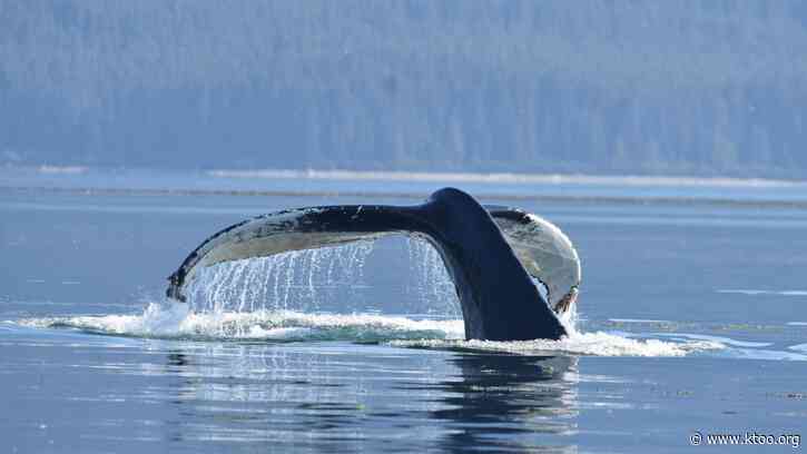Glacier Bay’s humpbacks are recovering, slowly, from 2014-16 marine heatwave