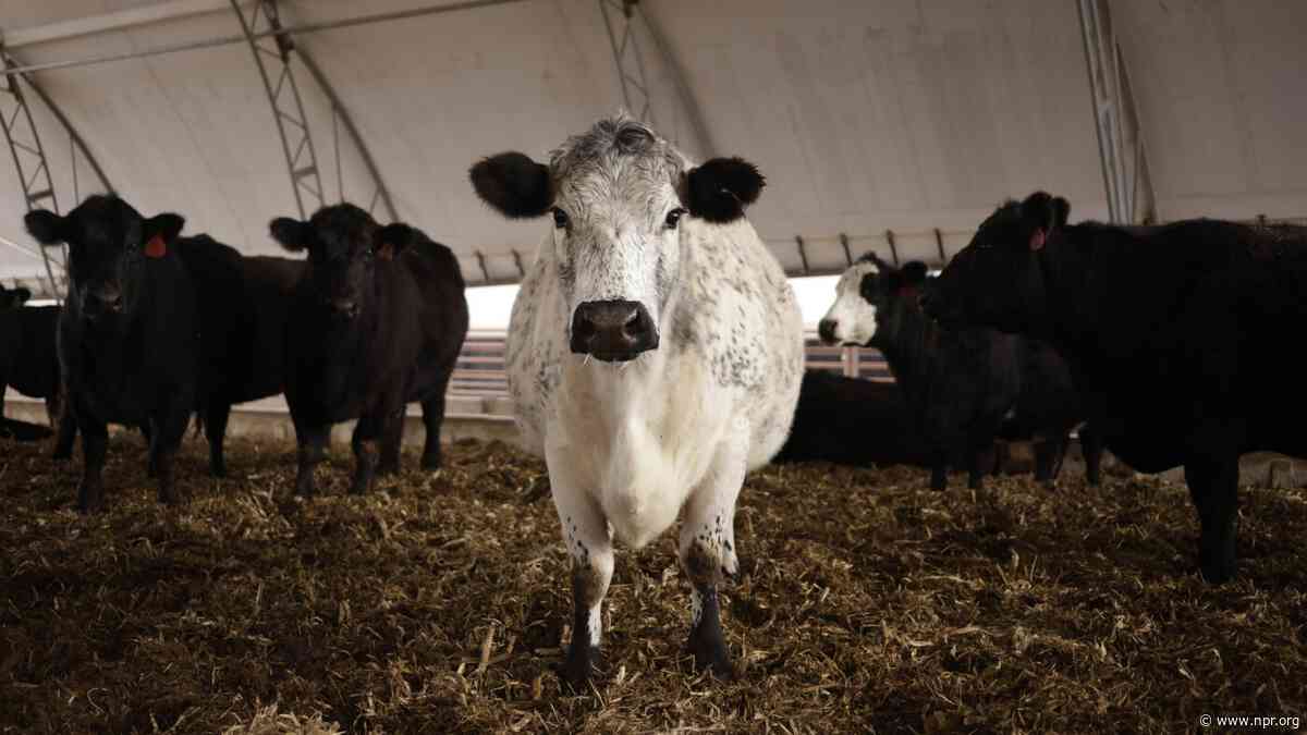 Why the U.S. cattle herd is at a 75-year low — and what it means for beef prices