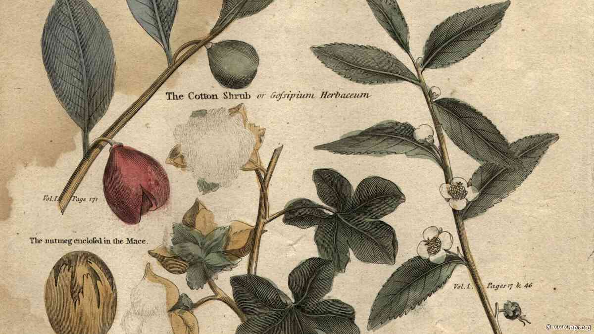 Trick or spice? How the 'nutmeg' came to dominate the soccer world