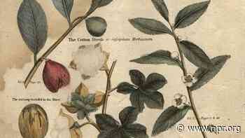Trick or spice? How the 'nutmeg' came to dominate the soccer world