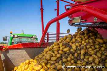 British potato shipments to Canary Islands back on track