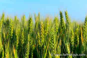 UK crop ratings fall after dry spring pressure