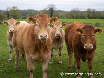 Fife farm set to slaughter 271 untraceable cattle