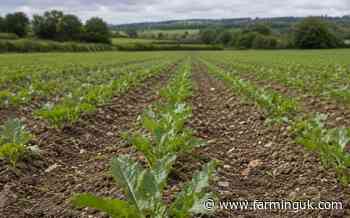 Emergency aphid control granted as virus yellows threat rises