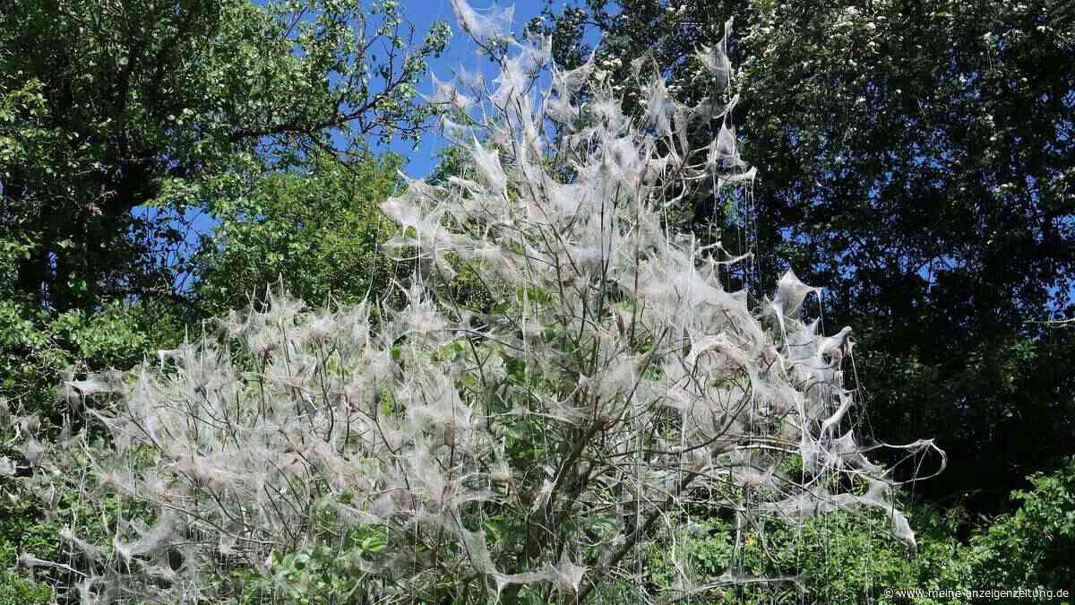 Gefährlicher Insektenbefall an beliebten Seen? Gemeinde klärt auf