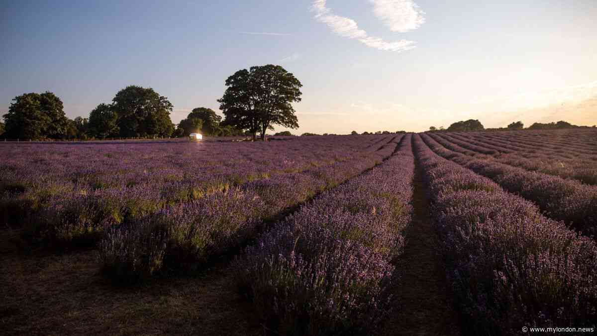 The stunning open air cinema just outside London in a secret lavender garden