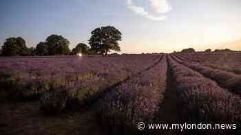 The stunning open air cinema just outside London in a secret lavender garden