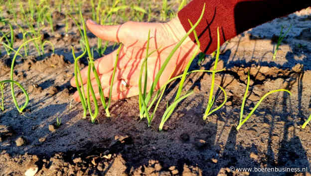 Warm voorjaar zorgt niet voor groeispurt in uien