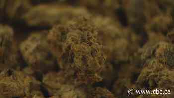 N.S. seeing an increase in teens with long-lasting psychosis due to high-potency cannabis