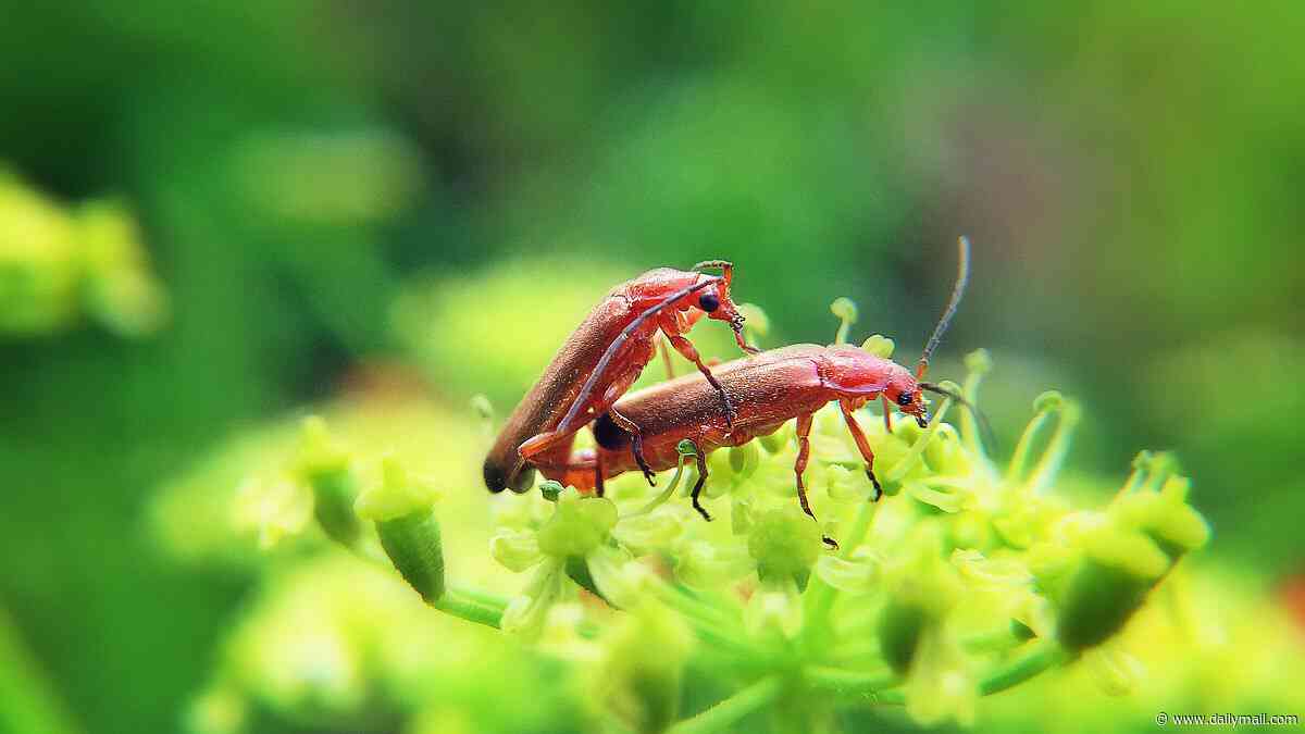 Bonking beetles and other grassland secrets