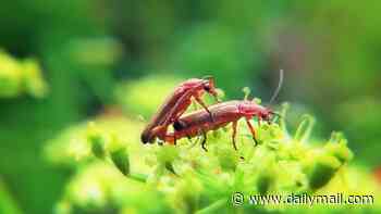 Bonking beetles and other grassland secrets