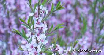 Late spring start, dry conditions to blame for intense Edmonton allergy season