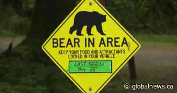 Mama black bear killed in Golden Ears park for aggressive behaviour, conservation says