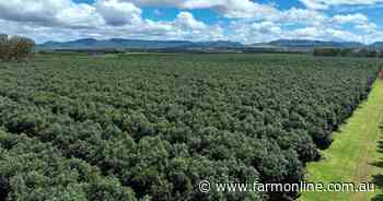 8000 reasons why this avocado orchard is a growing investment | Photos