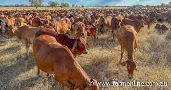 Beefed up market: where Aussie cattle prices sit in the global pecking order