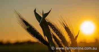 A season on a knife-edge: what the ABARES crop report means for grains