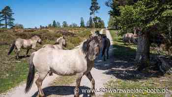 Nationalpark Schwarzwald: Diese Ponys haben eine wichtige Aufgabe