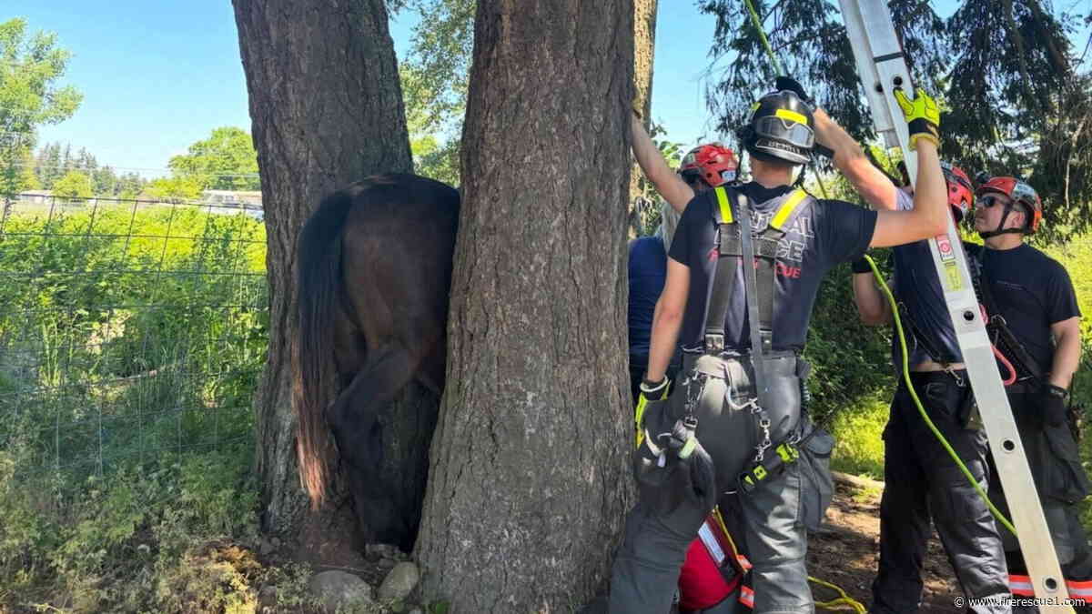Wash. firefighters get creative to free stuck horse