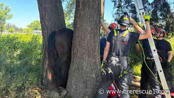 Wash. firefighters get creative to free stuck horse