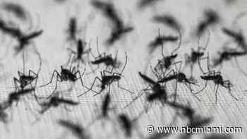 Google asks to release up to 32 million ‘good' mosquitoes in Florida. Here's why
