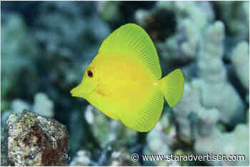 Group seeks to restart aquarium fishing on Oahu