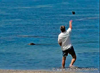 David Shapiro: He who messes with a seal is messing with the lot of us