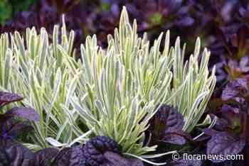 Platinum Blonde: bontbladige lavendel met jaarrond sierwaarde