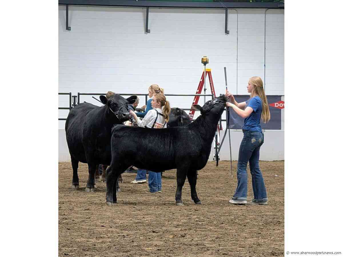 JAS Classic cattle show still a classic