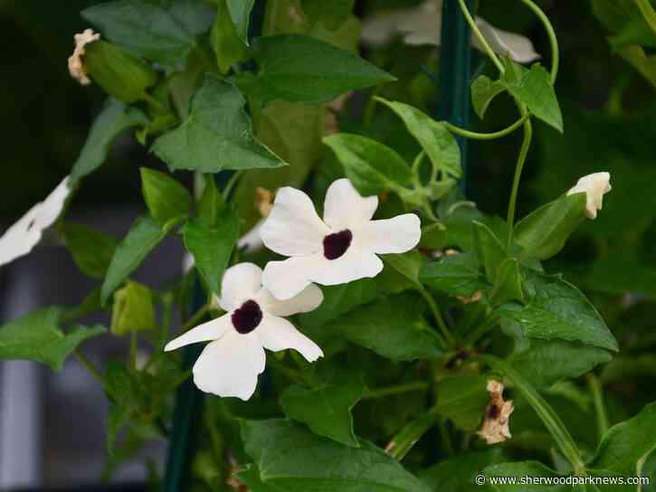 Local expert offers tips and weighs in on latest gardening trends