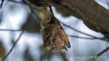 Second rabid bat found in crowded California neighborhoods sparks concern of human and pet exposure