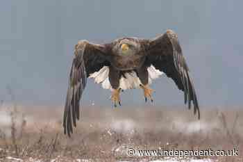 ‘Shock’ as rare white-tailed eagle born in UK disappears in suspicious circumstances