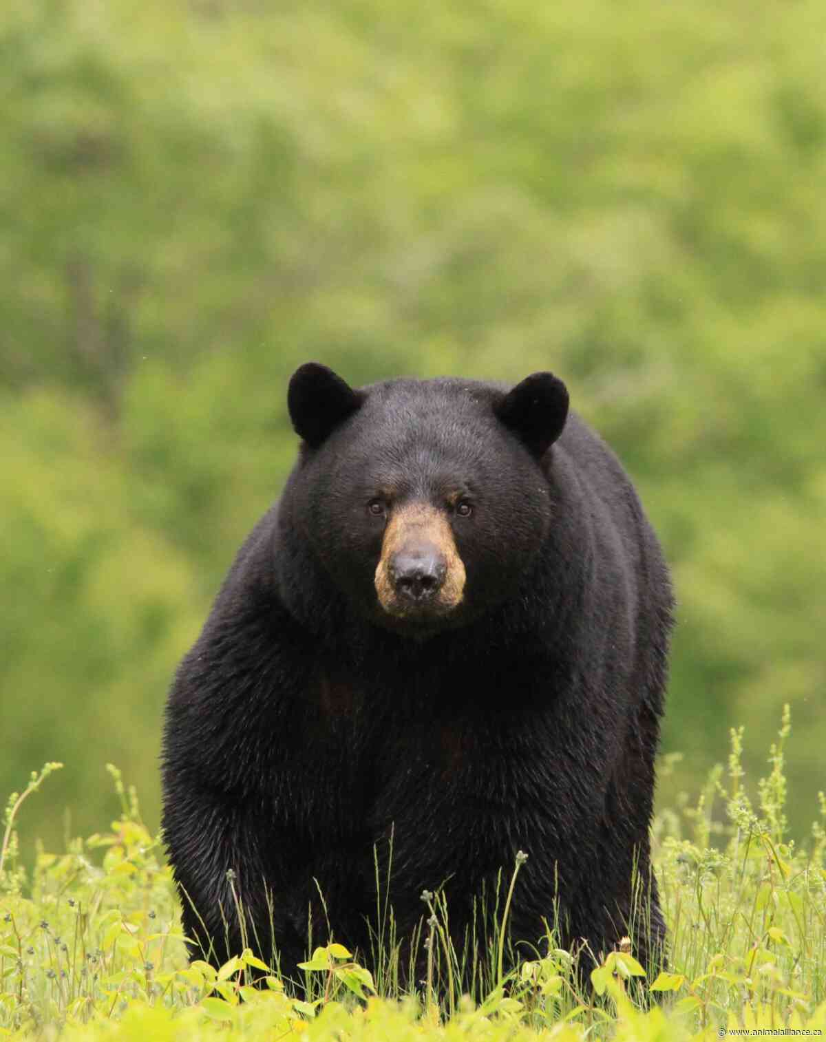 Wildlife in Decline: Ontario’s Dangerous Refusal to Change Course