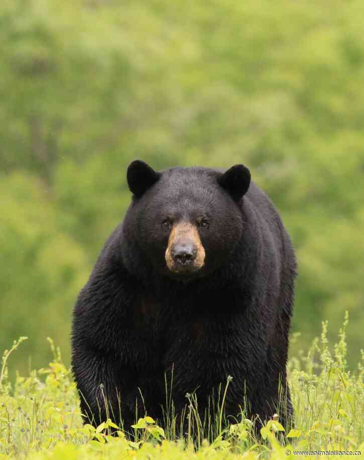 Wildlife in Decline: Ontario’s Dangerous Refusal to Change Course
