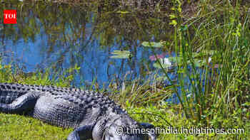 5 national parks in the USA perfect for wildlife lovers and the best time to visit them