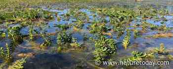 Bestrijding invasieve waterplanten in vaarwegen Weerribben-Wieden