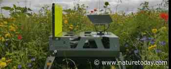 DIOPSIS insectencamera’s: van experiment naar volwaardige monitoring