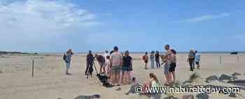 Op het waddenstrand delen mens en vogel de ruimte