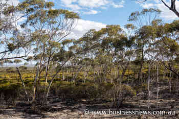 Nation's largest carbon farming project unveiled on WA's south coast