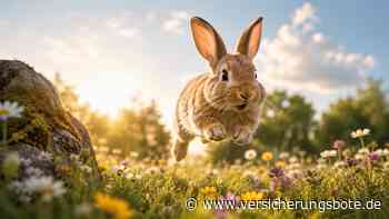 Wenn Nischen boomen und Kaninchen hoppeln