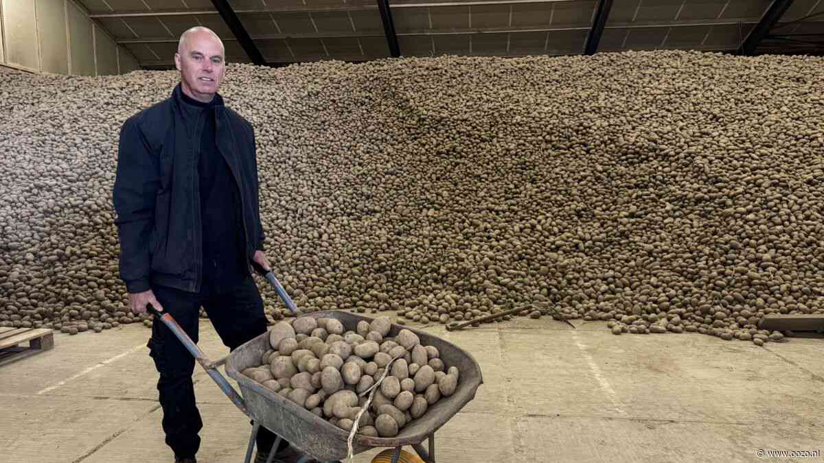 Einde van 500.000 kilo aardappelenoverschot in zicht: deel naar Oekraïne
