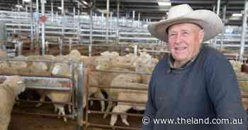 Pre-winter payday: sheep producers cashing in before the chill at Yass