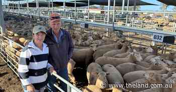 'The money was good and the feed's running out': farmers flock to sell