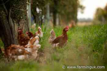 Poultry keepers offered £430 biosecurity reviews