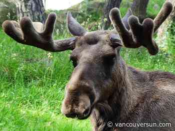 Metro Vancouver man fined nearly $7,000 for poaching a moose
