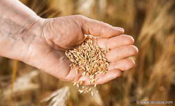 La fina que viene (con buen clima): otra vez la nutrición aparece como un aliado ideal
