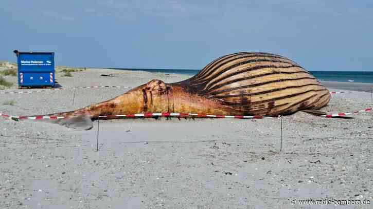 Wal-Obduktion am Strand: Nichts für schwache Nerven
