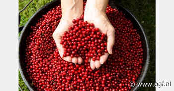 Yvonne Jaspers op bezoek bij cranberry- en aardappeloogst